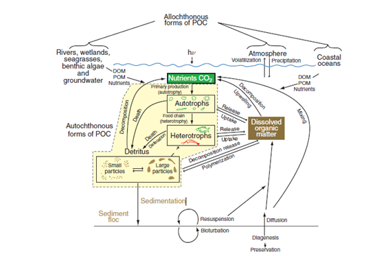 Figure 2.1 : Biogeochemical cycling of nutrients, DOM, and POM, in the estuary proper bound by coastal ocean and riverine end-member exchange (Bianchi and Bauer, 2012)